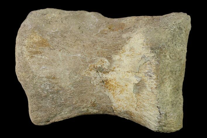 Fossil Hadrosaur Phalange - Alberta (Disposition #-) #136305